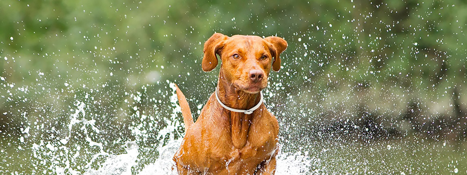 dog running through water