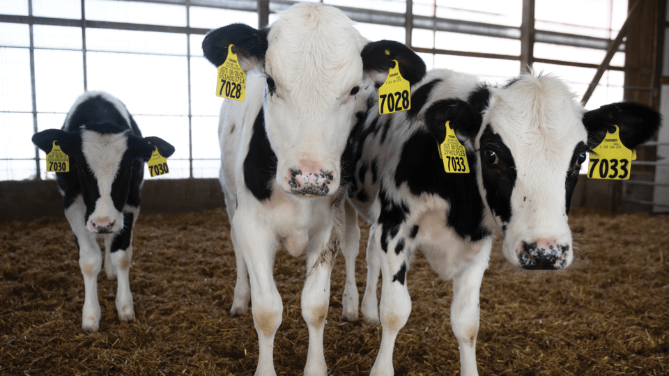 Risks and financial impact of calf respiratory disease