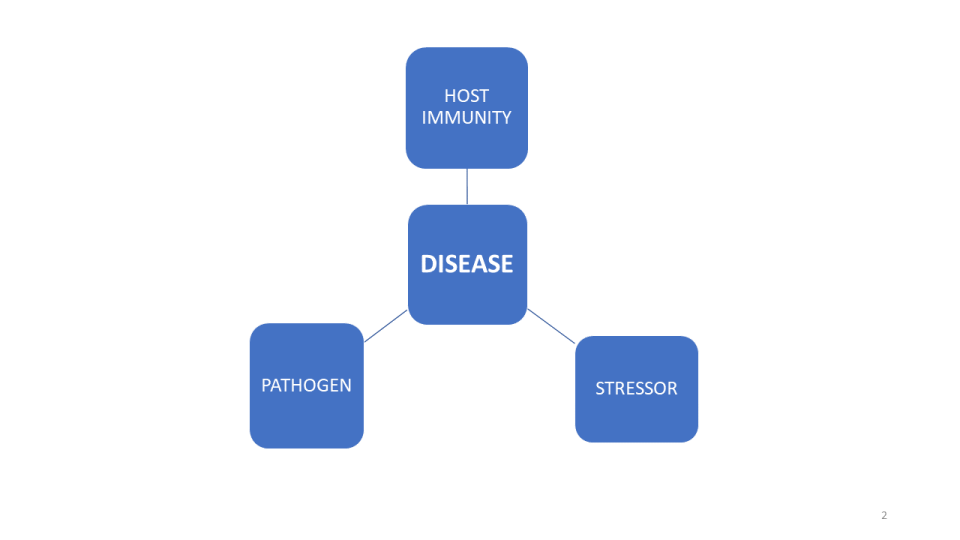 Calf disease triangle