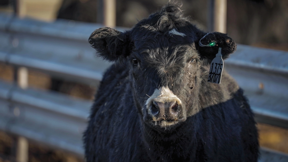 Light Up Cow Pen