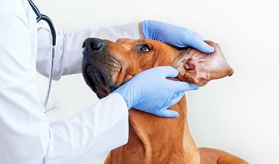 Veterinarian examining a dogs ear