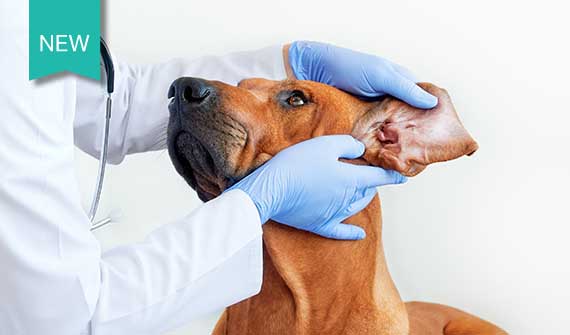 Veterinarian examining a dogs ear