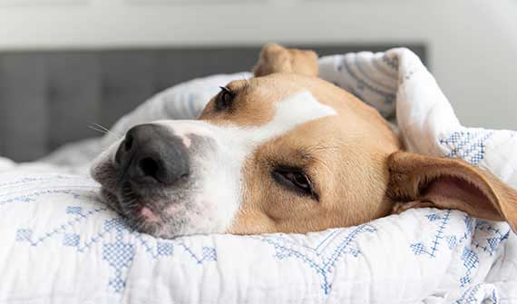 sick dog laying under the covers on a bed