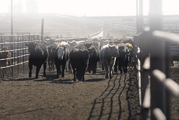 Herd of beef cattle