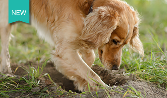 dog digging in the dirt
