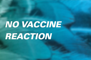 No vaccine reaction