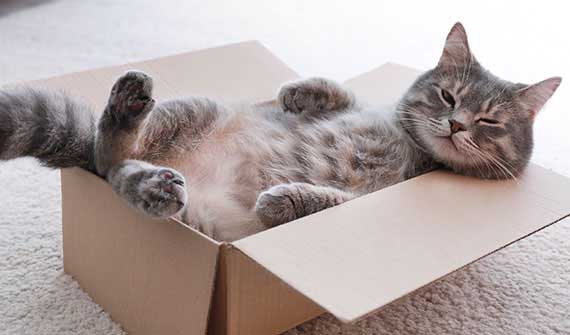 cat in a box
