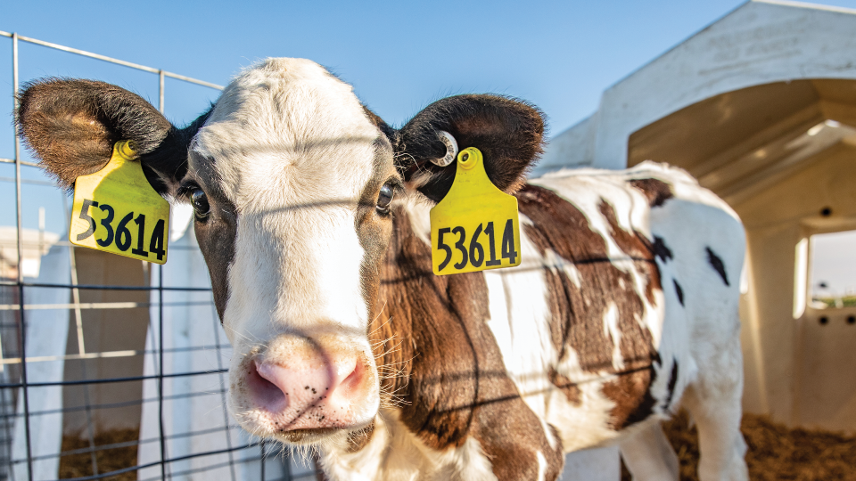 Proper ear tagging for dairy calves