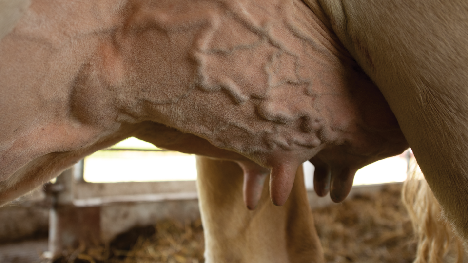 Successful mastitis treatment in dairy cows