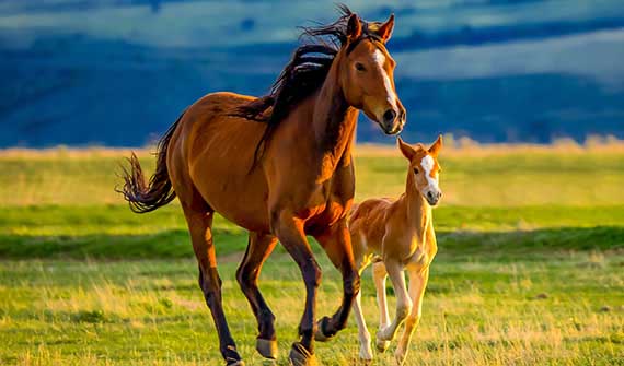 Mare and foal running in pasture