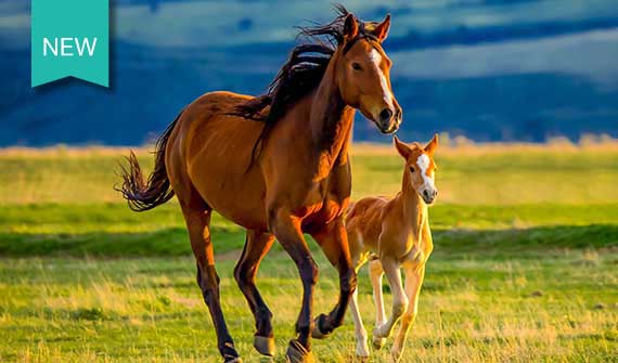 Mare and foal running in pasture