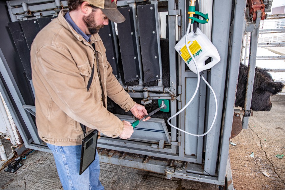 Predicting and managing BRD in cattle with technology
