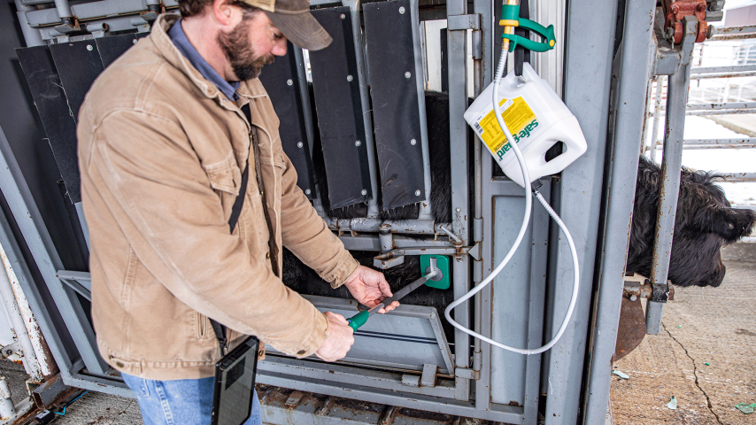 Predicting and managing BRD in cattle with technology