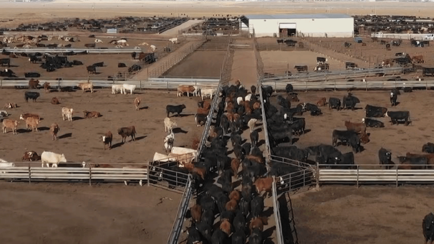 Cattle disease app