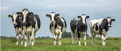 Dairy heifers