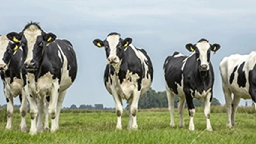 Dairy heifers