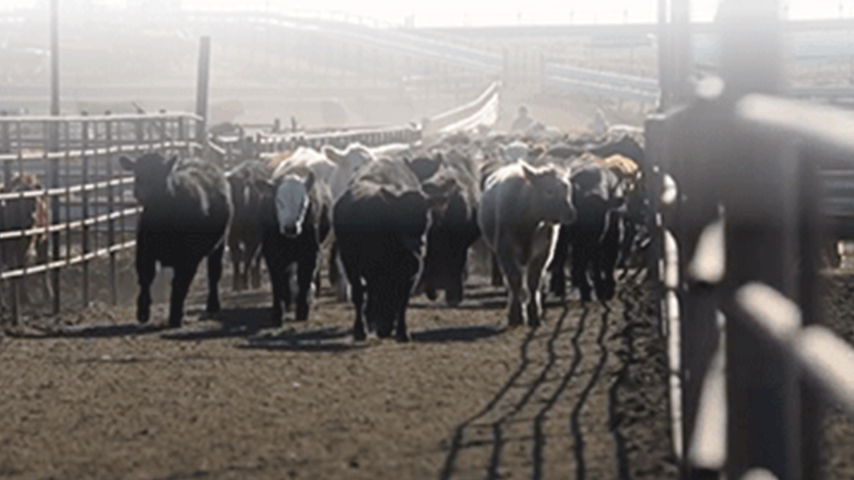 Herd of beef cattle