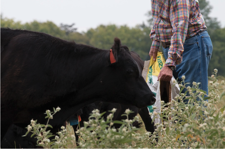 Evaluating parasite control for cattle