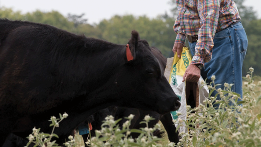 Evaluating parasite control for cattle