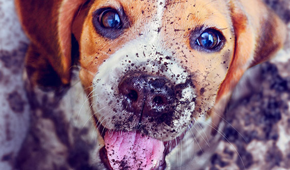 Muddy Puppy