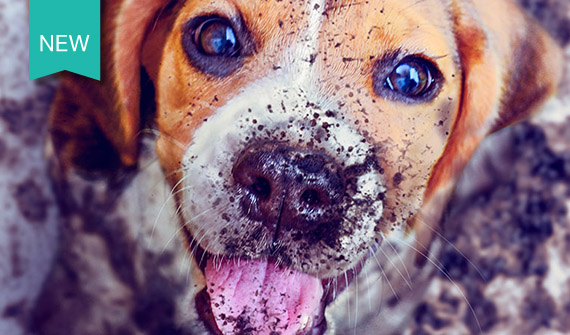 Muddy Puppy with badge