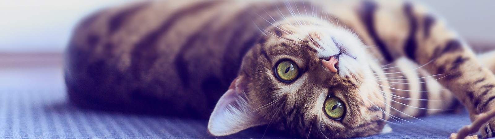 cat laying on its side looking at camera