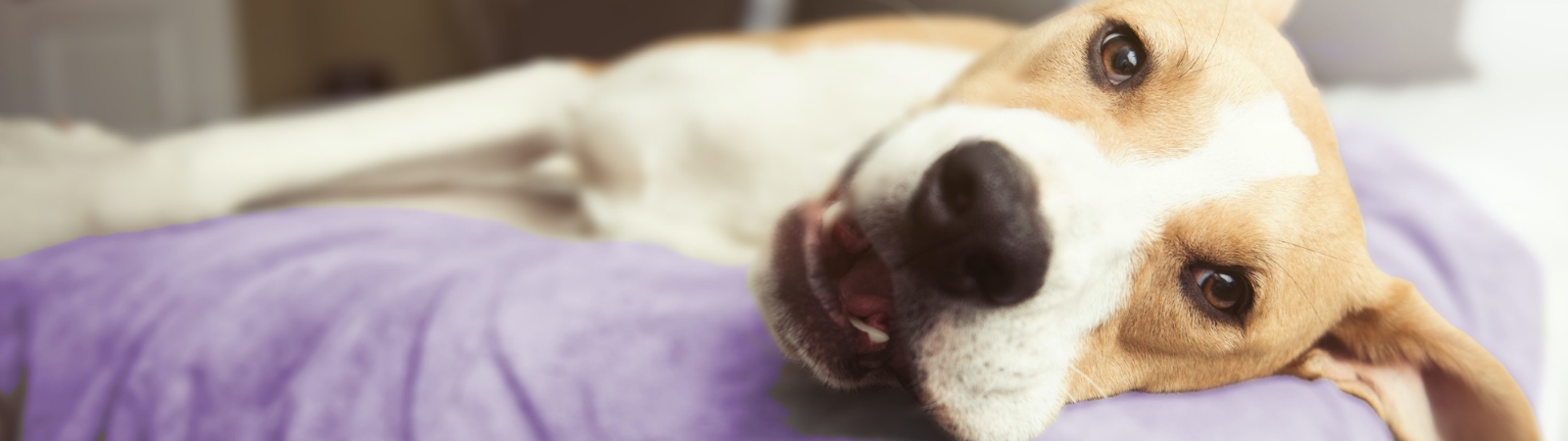 Dog laying on dog bed