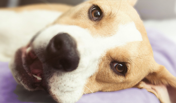 Closeup of dog's head laying on dog bed