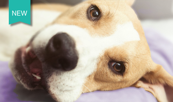 Closeup of dog's head laying on dog bed