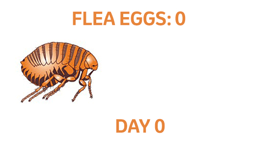 see how many flea eggs are produced in 50 days