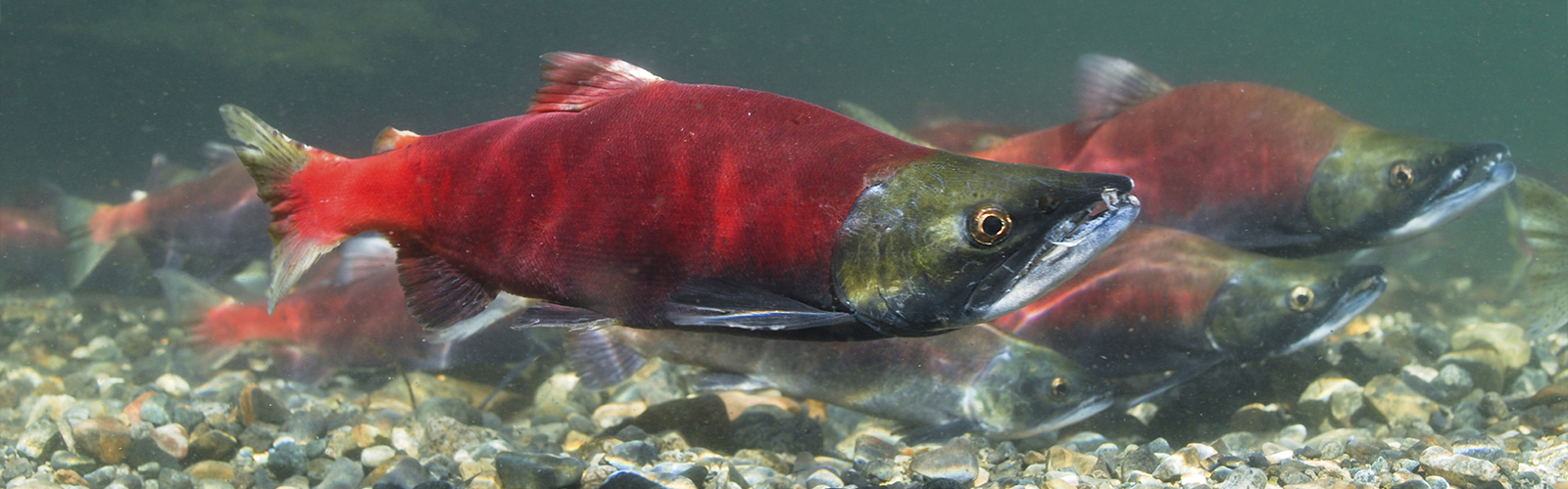 Group of Red Sockeye Salmon