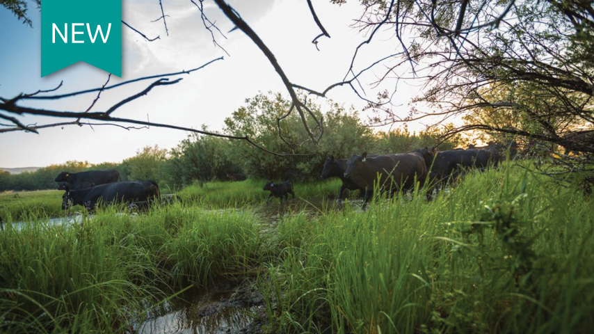 Deworming cattle to maximize performance
