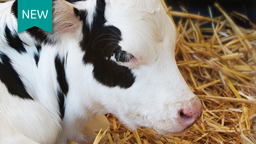 How to choose the right vaccine for calf scours protection