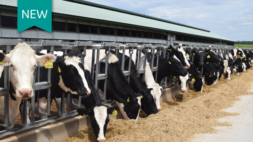 Improving dairy heifer reproduction efficiency