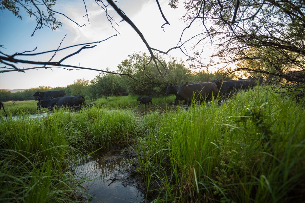 Deworming cattle to maximize performance