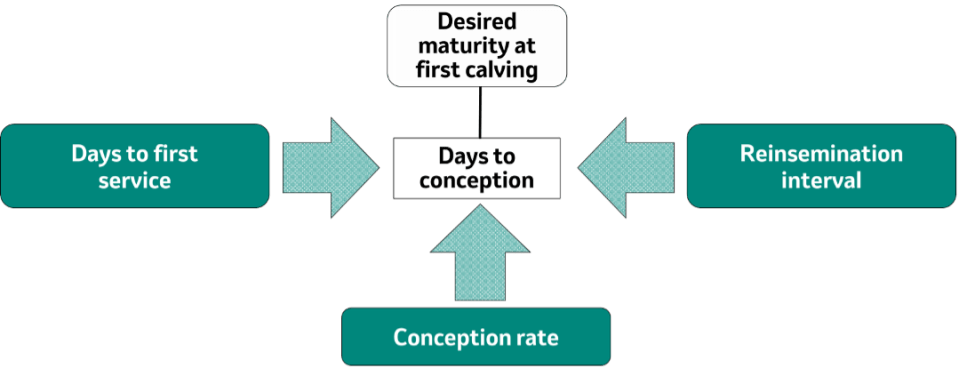 Heifer conception diagram