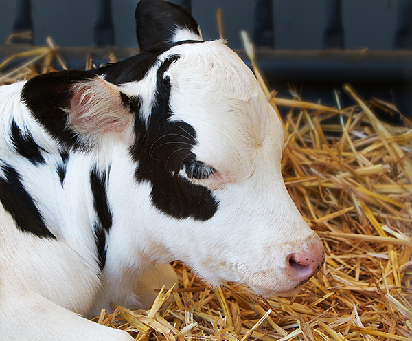 Colostrum management in dairy cattle