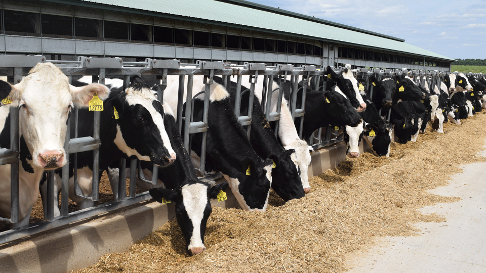 Improving dairy heifer reproduction efficiency