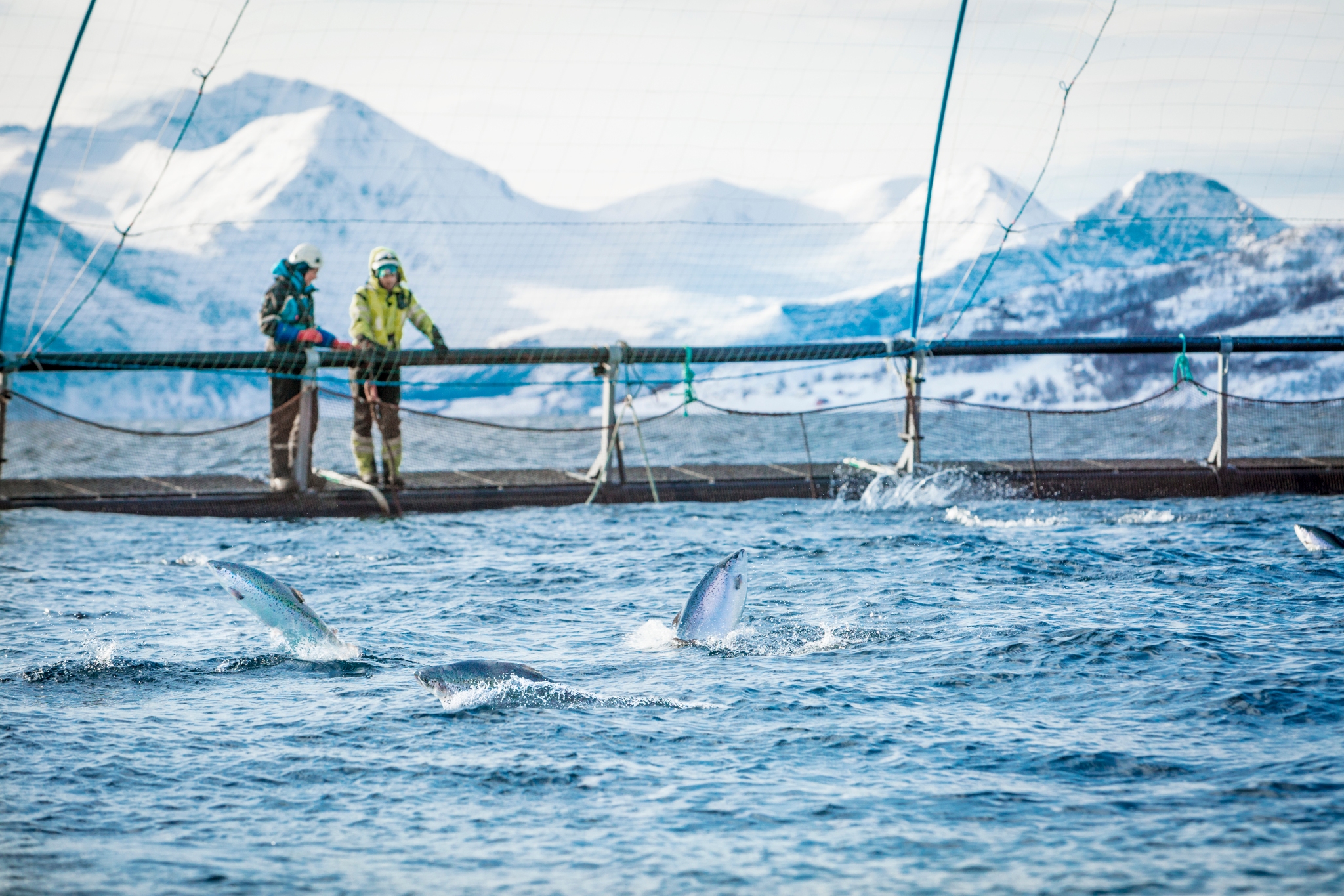 Salmon Farm