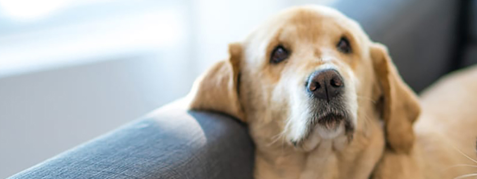 yellow lab laying on couch