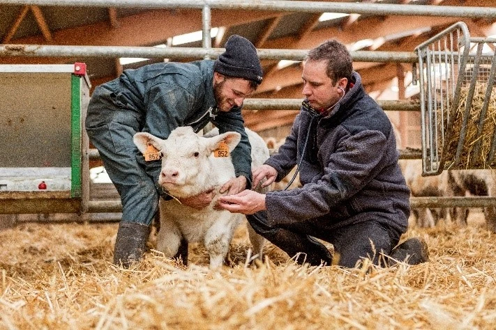 calf's health being checked by men