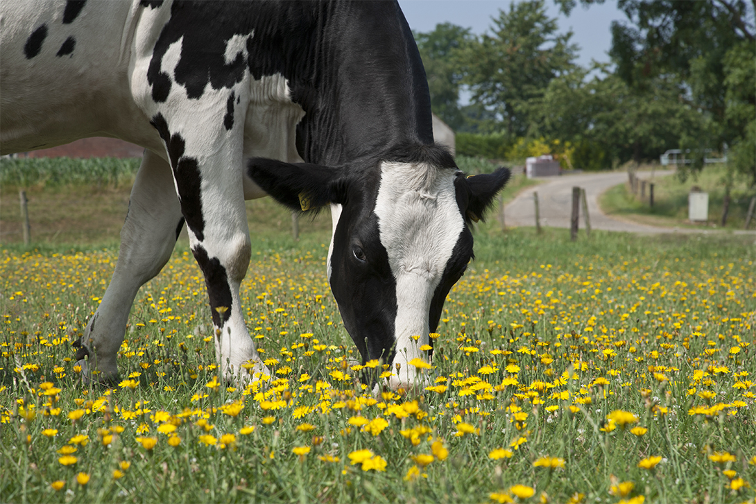 cow in a field grazing
