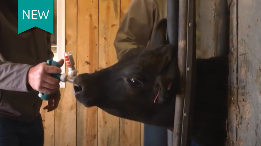 Preconditioning calves