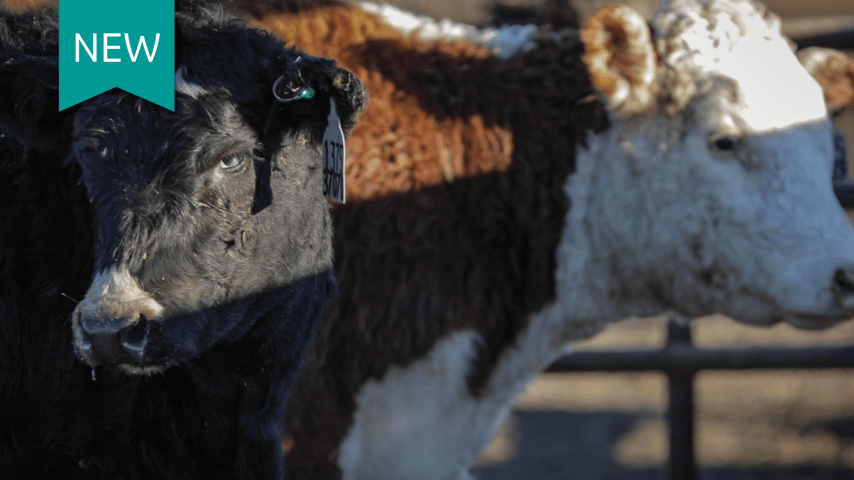 Cattle health technologies that improve sustainability