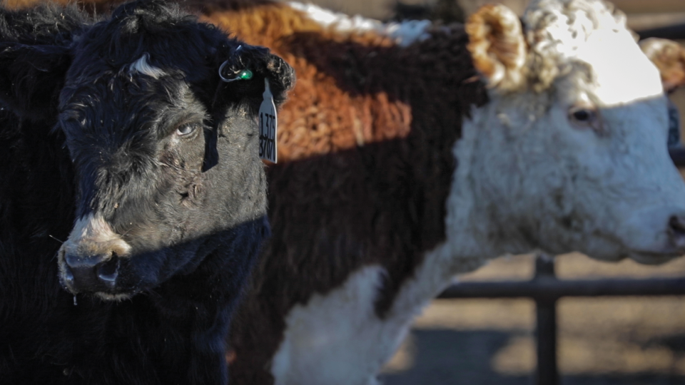 Cattle health technologies that improve sustainability
