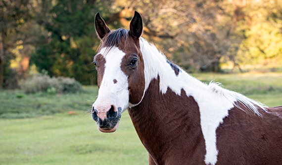 brown and white horse