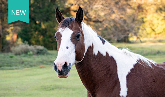 brown and white horse