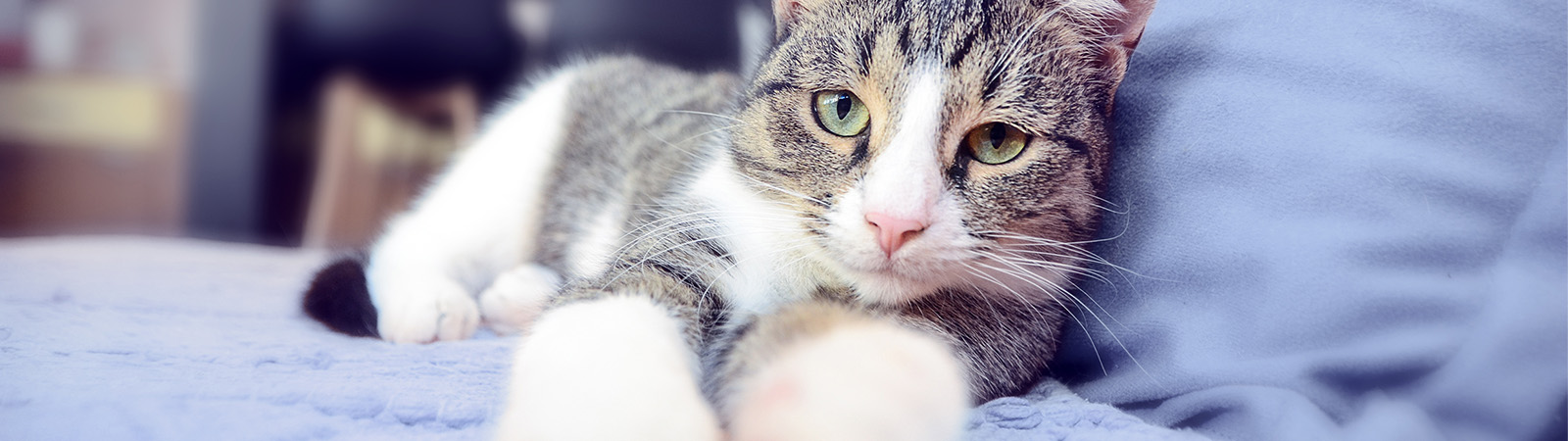 Gray and white cat on bed looking ahead