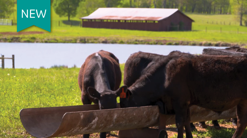 Feed dewormers