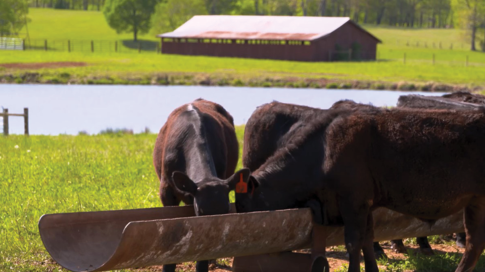 Feed deworming cattle